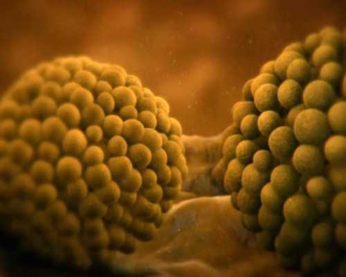 北京供卵三代试管,北京哪里有无痛输卵管造影,请问北京哪个医院有无痛输卵管造影