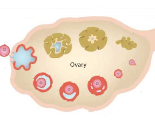 再婚准生证怎么办理再婚准生证办理材料 再婚准生证怎么办理再婚准生证办理材料