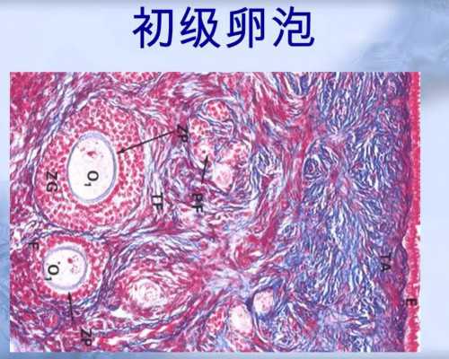 北京诚信代孕公司,北京中医药大学东方医院